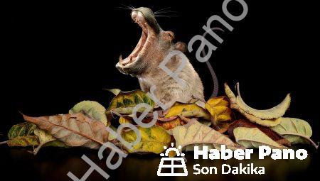 Genetik Bellek İmplantları: Belleğinizi Güçlendirin