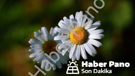 Uzaktan Gerçeklik Hayatınızı Nasıl Değiştirebilir?