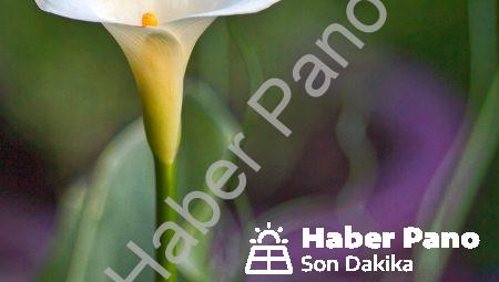 Ölü Yaprak Vuruşu Nedir?