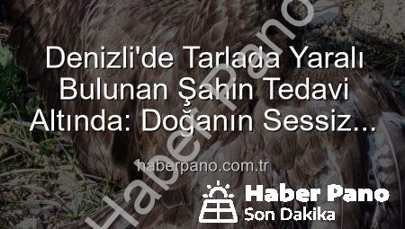 Denizli’de Tarlada Yaralı Bulunan Şahin Tedavi Altında: Doğanın Sessiz Çığlığına Kulak Verildi