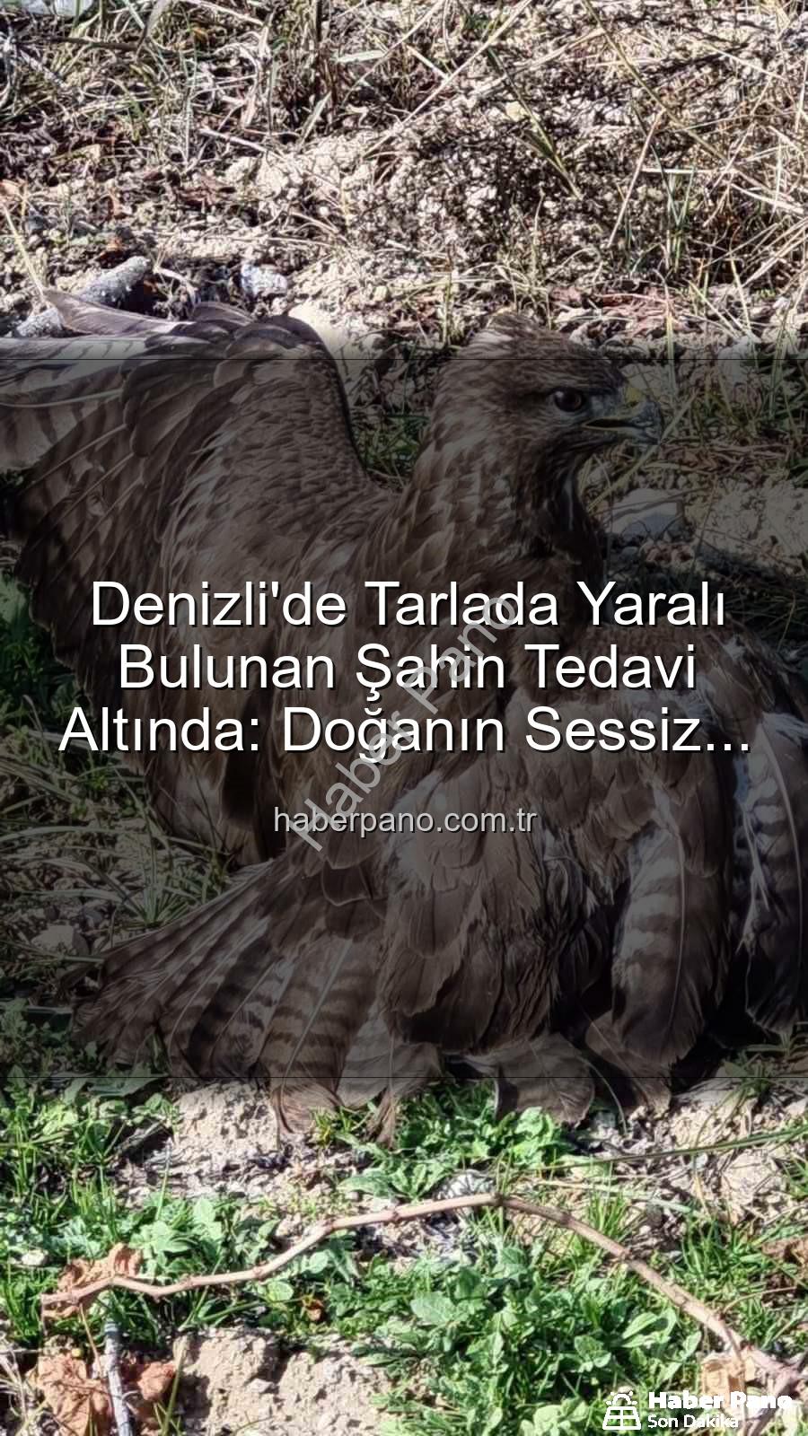 yaralı şahin - Denizli'de Tarlada Yaralı Bulunan Şahin Tedavi Altında: Doğanın Sessiz Çığlığına Kulak Verildi