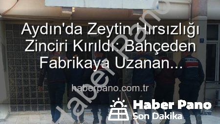 Aydın’da Zeytin Hırsızlığı Zinciri Kırıldı: Bahçeden Fabrikaya Uzanan Çalınan Ürünler Ele Geçirildi, 2 Gözaltı!