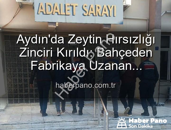 zeytin hırsızlığı - Aydın'da Zeytin Hırsızlığı Zinciri Kırıldı: Bahçeden Fabrikaya Uzanan Çalınan Ürünler Ele Geçirildi, 2 Gözaltı!