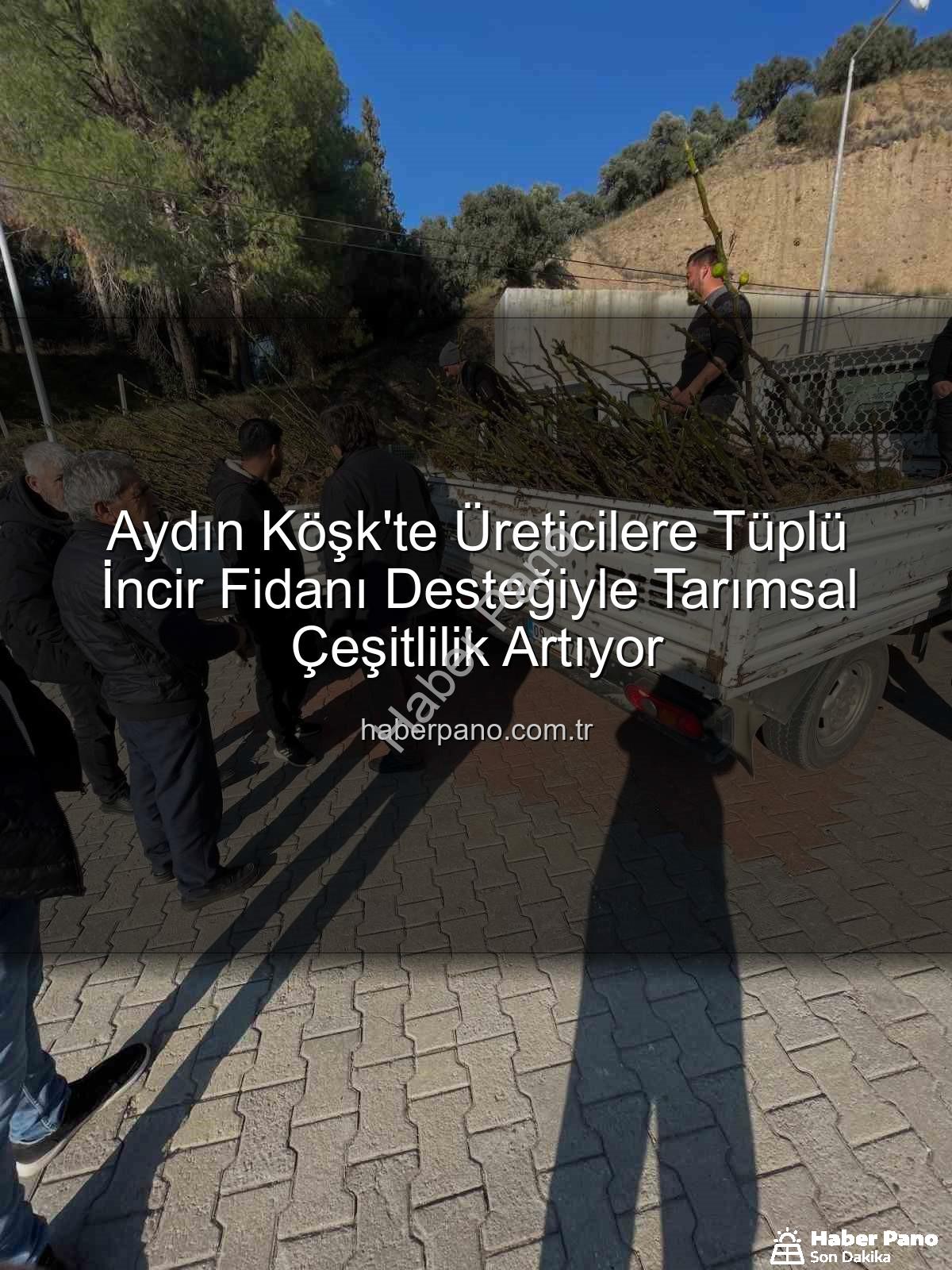 tüplü incir fidanı - Aydın Köşk'te Üreticilere Tüplü İncir Fidanı Desteğiyle Tarımsal Çeşitlilik Artıyor