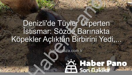 Denizli’de Tüyler Ürperten İstismar: ‘Sözde Barınakta’ Köpekler Açlıktan Birbirini Yedi