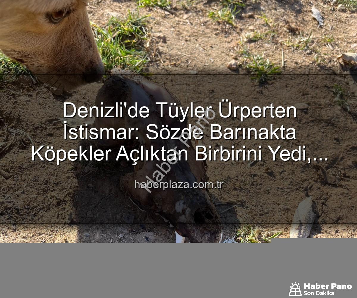 hayvan istismarı - Denizli'de Tüyler Ürperten İstismar: 'Sözde Barınakta' Köpekler Açlıktan Birbirini Yedi