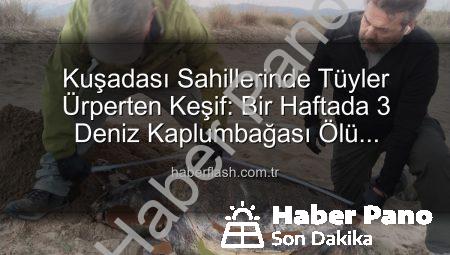 Kuşadası Kıyılarında Endişe Veren Gelişme: Bir Haftada 3 Deniz Kaplumbağası Ölü Bulundu