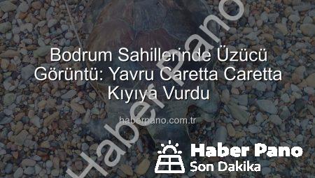 Bodrum Sahillerinde Üzücü Görüntü: Yavru Caretta Caretta Kıyıya Vurdu