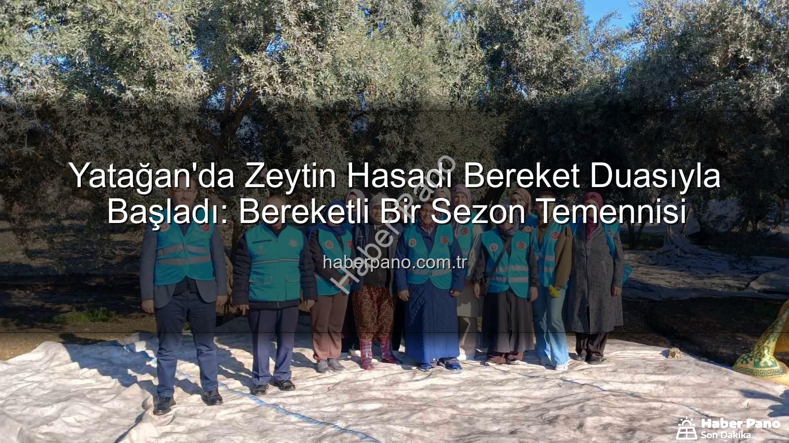 Yatağan zeytin hasadı - Yatağan'da Zeytin Hasadı Bereket Duasıyla Başladı: Bereketli Bir Sezon Temennisi