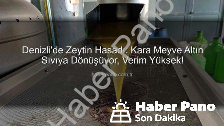 Denizli’de Zeytin Hasadı: Kara Meyve Altın Sıvıya Dönüşüyor, Verim Yüksek!