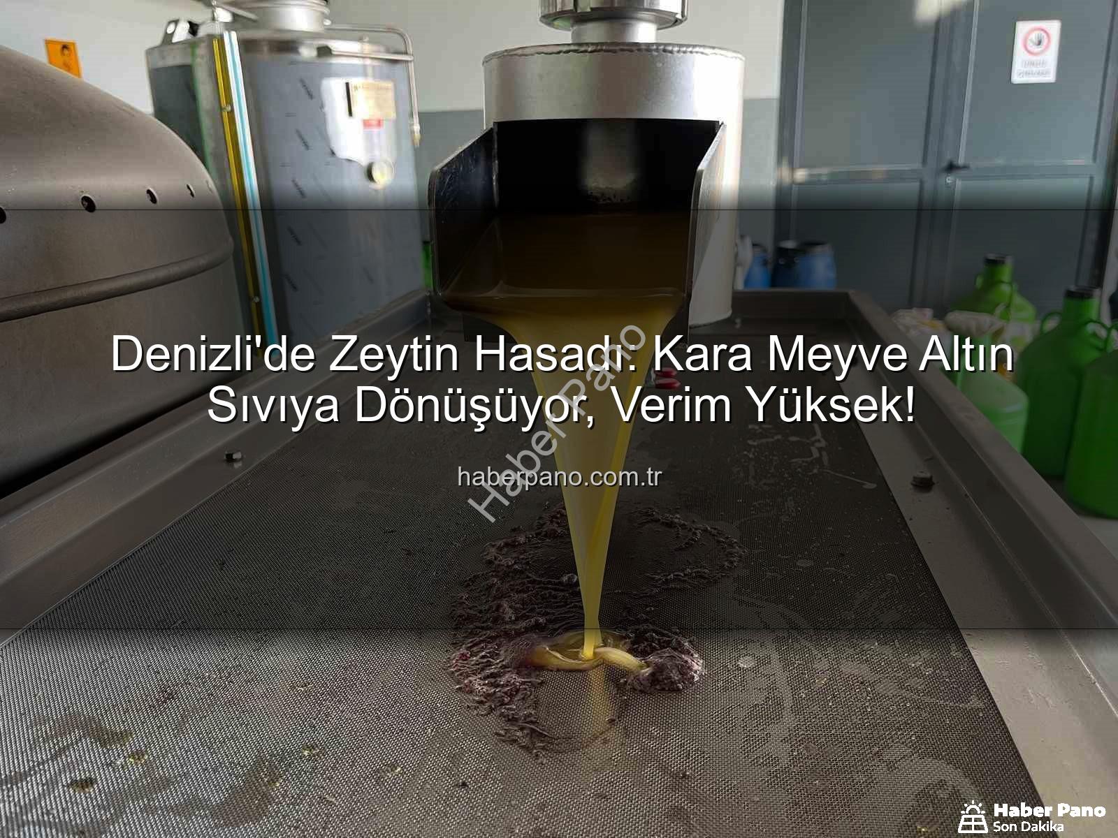 zeytin hasadı - Denizli'de Zeytin Hasadı: Kara Meyve Altın Sıvıya Dönüşüyor, Verim Yüksek!