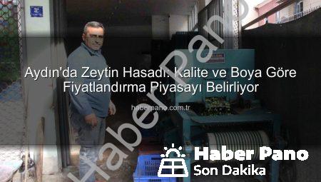 Aydın’da Zeytin Hasadı: Kalite ve Boya Göre Fiyatlandırma Piyasayı Belirliyor