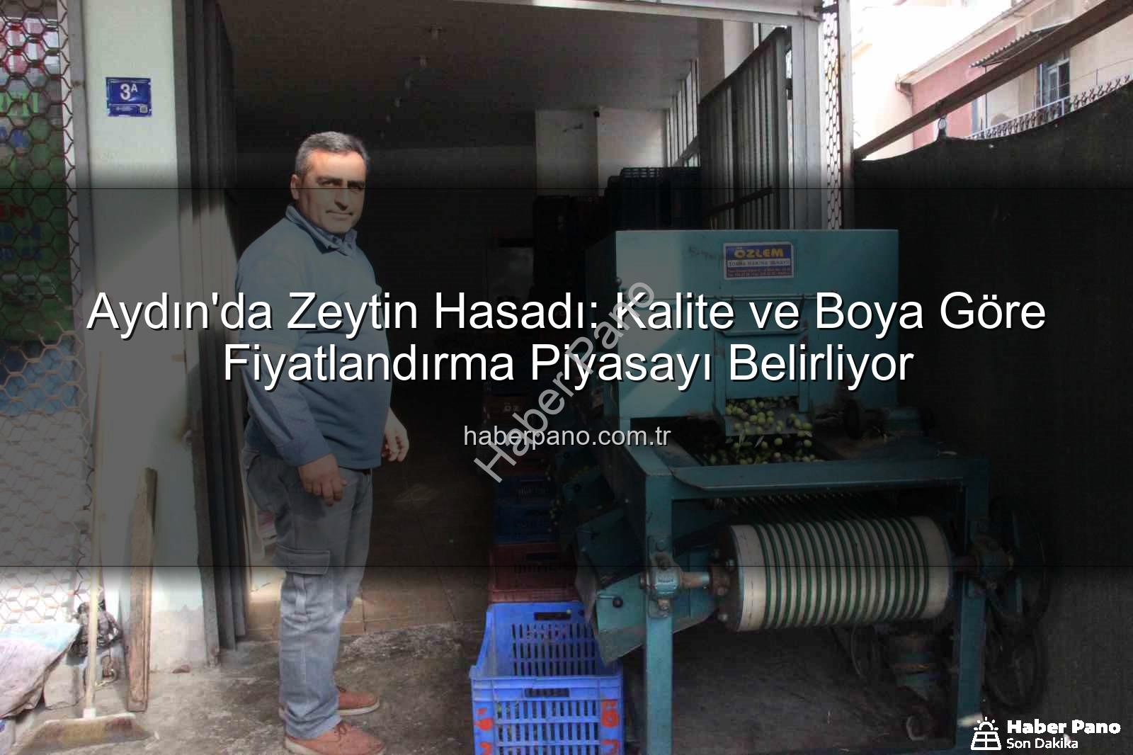 Aydın zeytin hasadı - Aydın'da Zeytin Hasadı: Kalite ve Boya Göre Fiyatlandırma Piyasayı Belirliyor