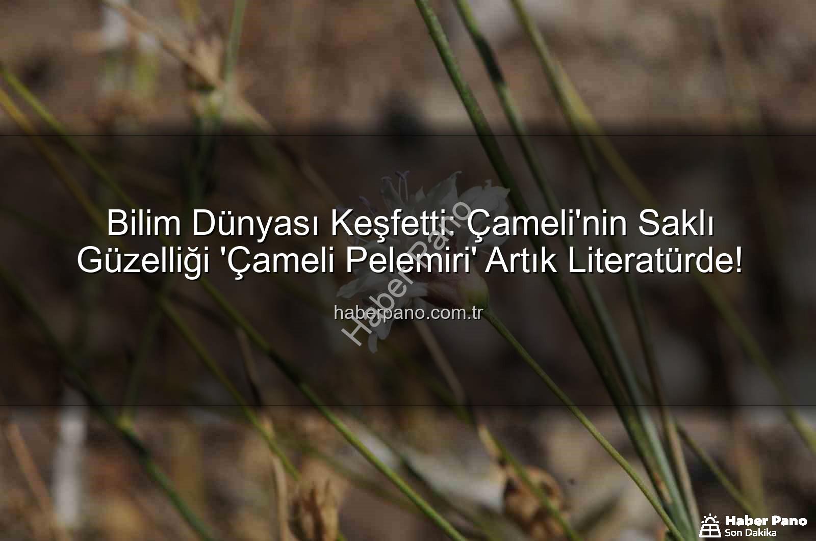 Çameli pelemiri - Bilim Dünyası Keşfetti: Çameli'nin Saklı Güzelliği 'Çameli Pelemiri' Artık Literatürde!