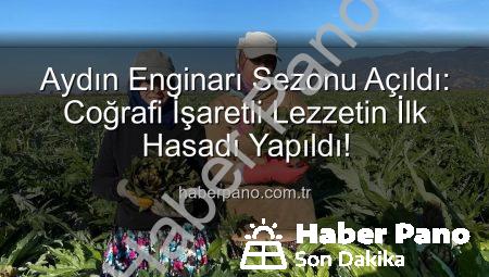Aydın Enginarı Sezonu Açıldı: Coğrafi İşaretli Lezzetin İlk Hasadı Yapıldı!