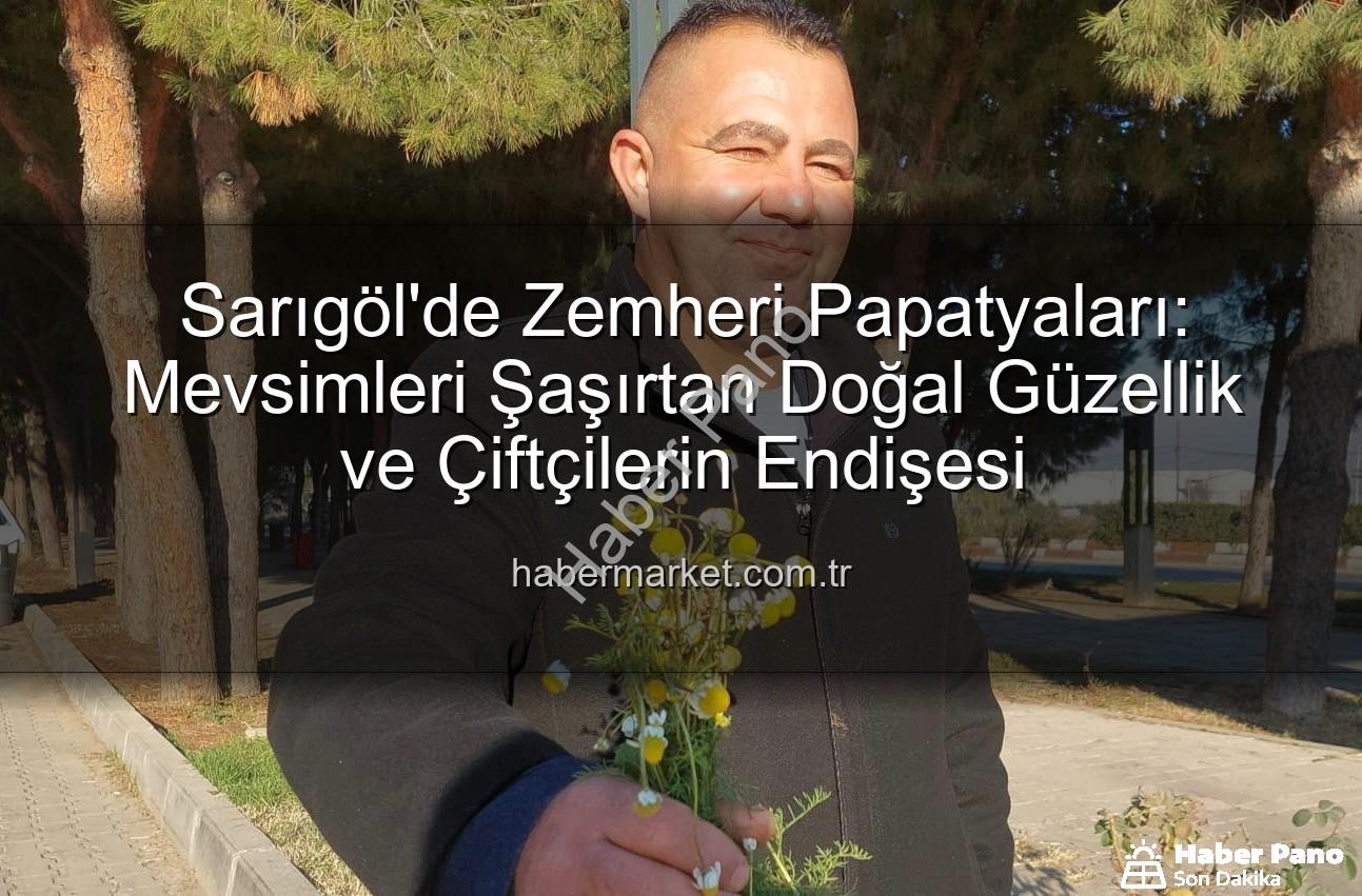 Sarıgöl'de papatyalar - Sarıgöl'de Zemheri Sıcakları: Aralık Ayında Papatyalar Açtı, Çiftçiler Endişeli