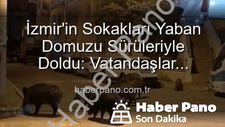 İzmir’in Sokakları Yaban Domuzu Sürüleriyle Doldu: Vatandaşlar Tedirgin, Yetkililere Çağrı Var