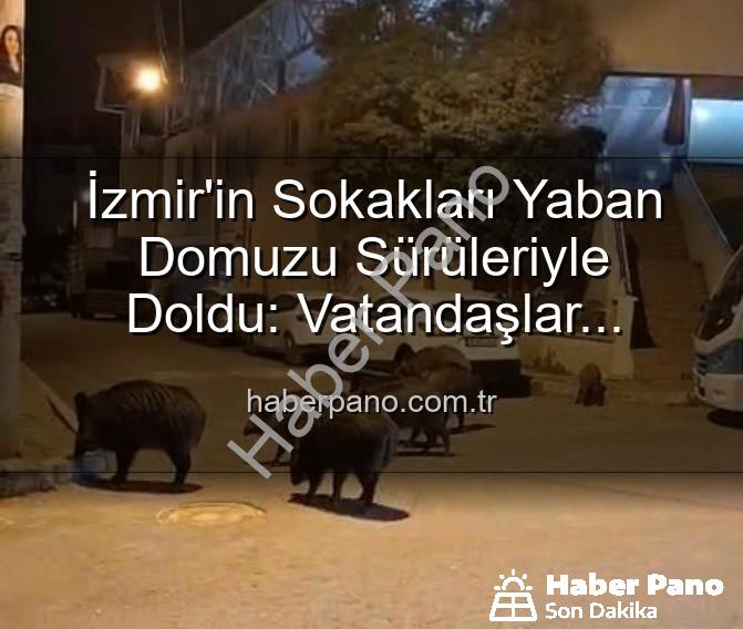 yaban domuzu - İzmir'in Sokakları Yaban Domuzu Sürüleriyle Doldu: Vatandaşlar Tedirgin, Yetkililere Çağrı Var